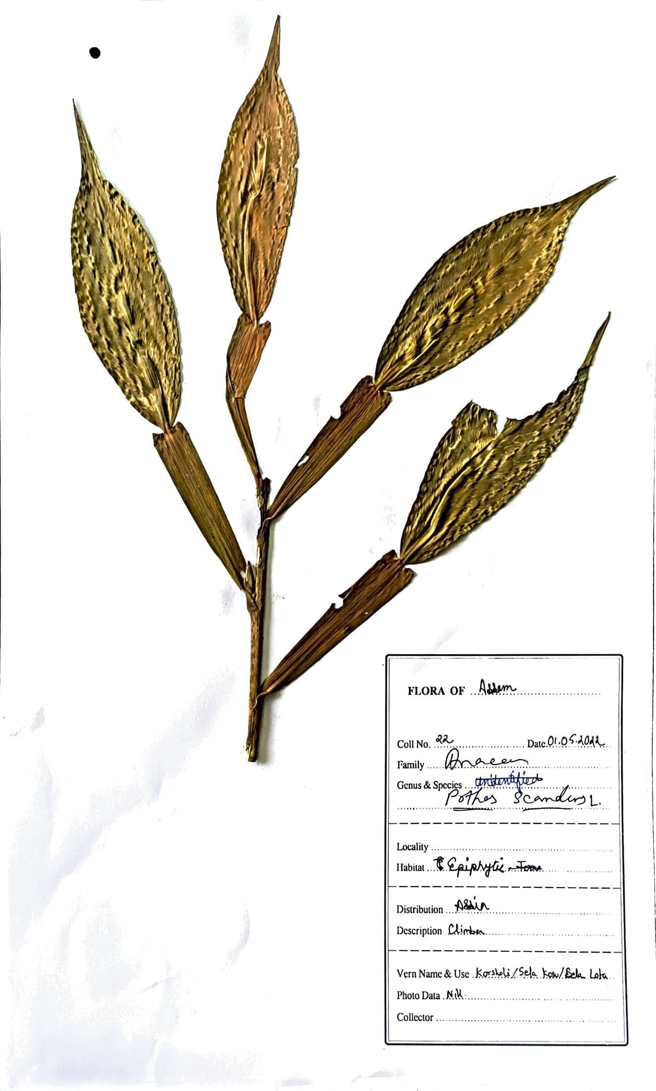Sela kosu (Ass.) (Herbarium)